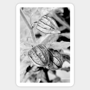 Physalis angulata Sticker